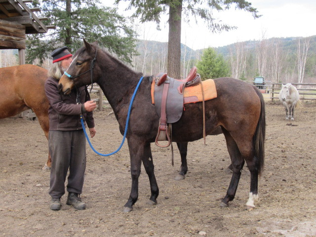 2022 AQHA BAY FILLY **CBHI** in Horses & Ponies for Rehoming in Kamloops