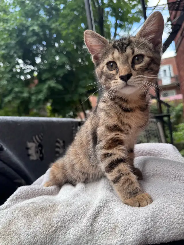 Bengal kittens mix in Cats & Kittens for Rehoming in City of Montréal - Image 5