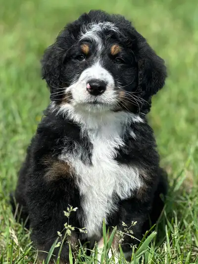 bernedoodles, View more