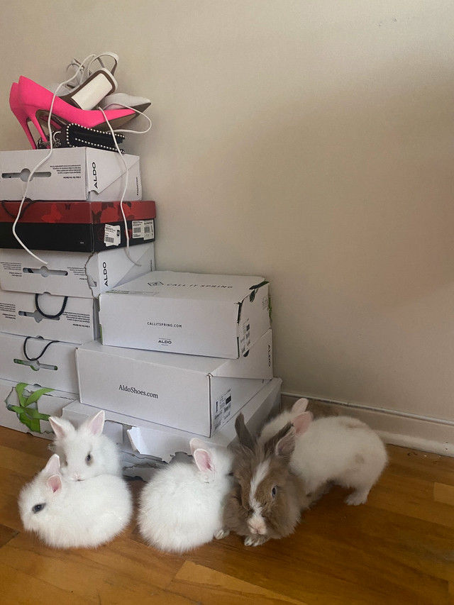 Cute white lionhead baby bunnies ready for their forever homes | Petits