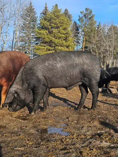 English Large Black Boars, View more