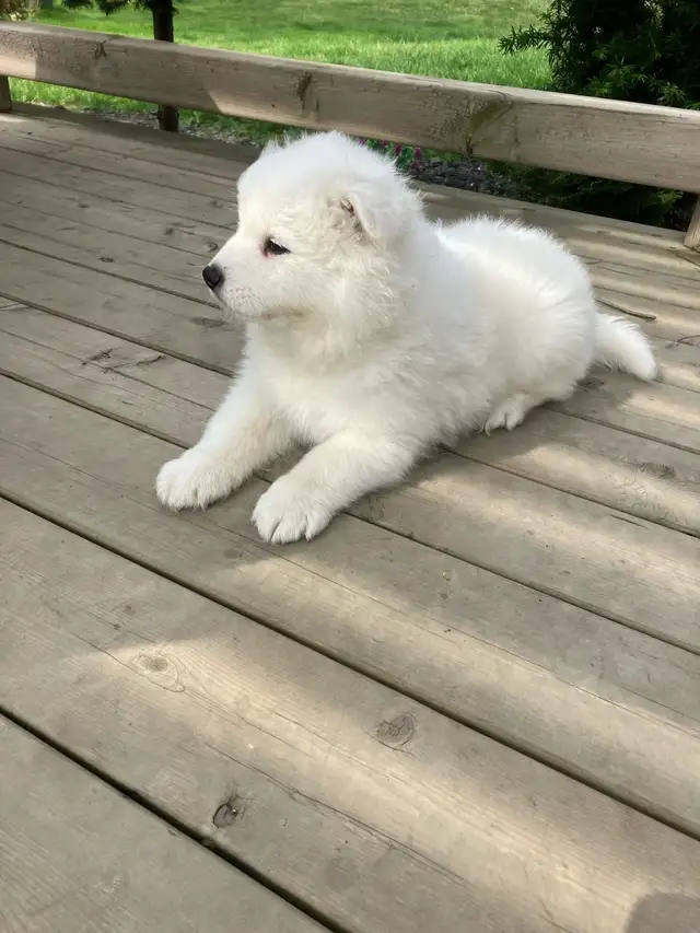Adorable Purebread Male Samoyed. 8 wks June 20 in Dogs & Puppies for Rehoming in Leamington - Image 4