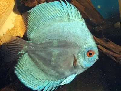 Adult Discus Large For Aquarium Fish Tank , View more