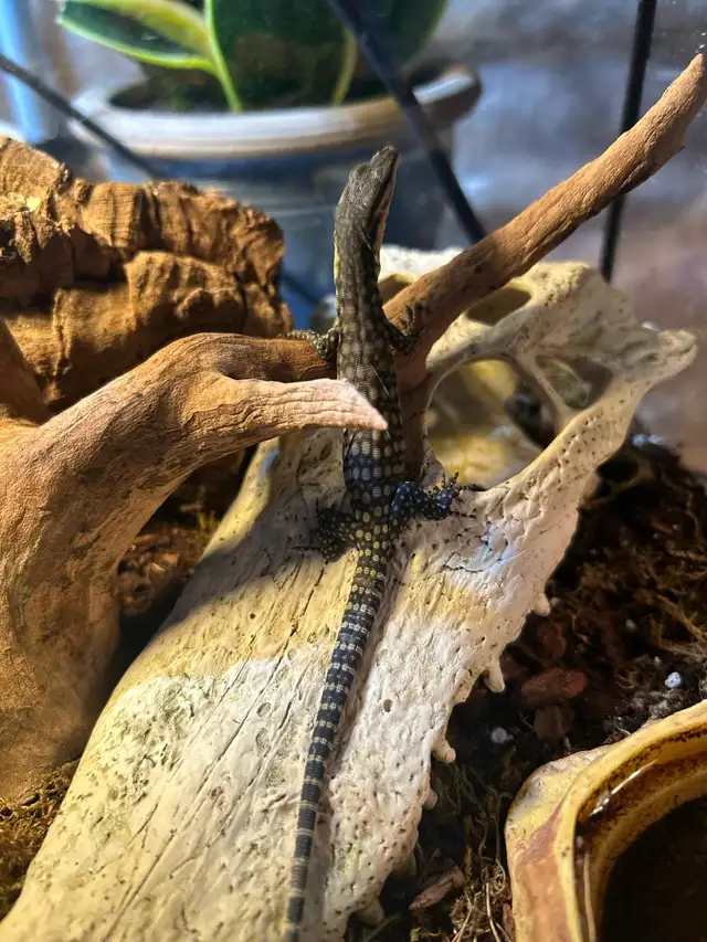 2025 Kimberley Rock Monitor in Reptiles & Amphibians for Rehoming in Ottawa - Image 5