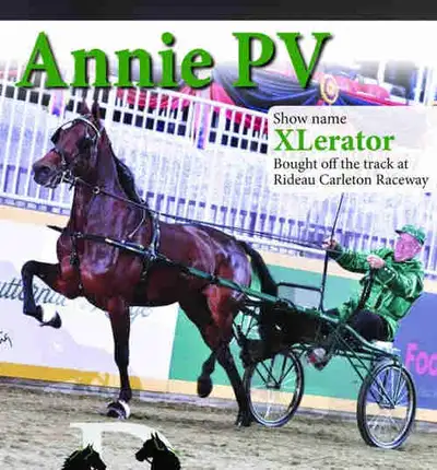 registered standardbred trotter mare, View more