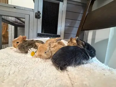 Baby bunnies , View more