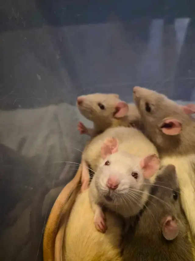 cuddly baby rats need furrever homes!! in Small Animals for Rehoming in Oshawa / Durham Region - Image 6