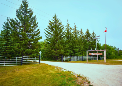 Looking for stable hand and groom, View more
