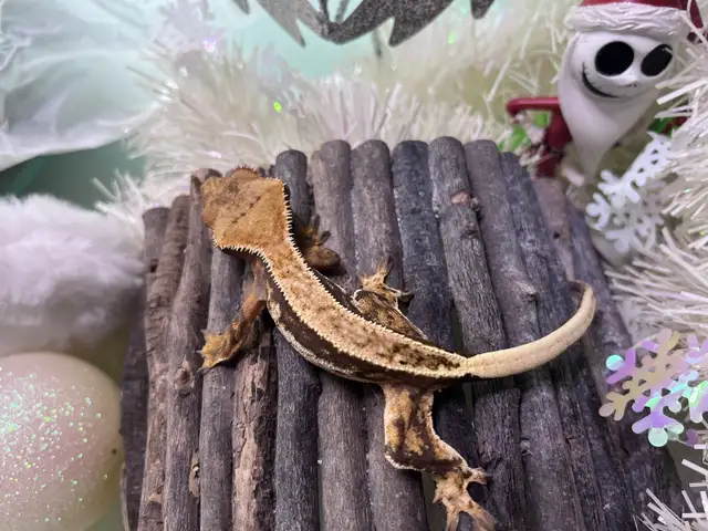 Empty Back Male Crested Gecko  in Reptiles & Amphibians for Rehoming in Saint John - Image 3