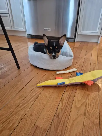 Chiot corgi à vendre, View more