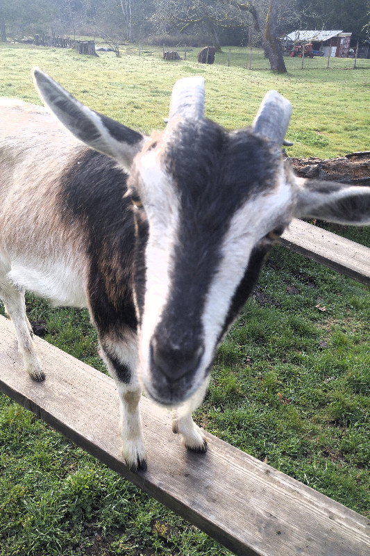 Herd Reduction Sale - San Clemente Island Goats in Livestock in Nanaimo - Image 4