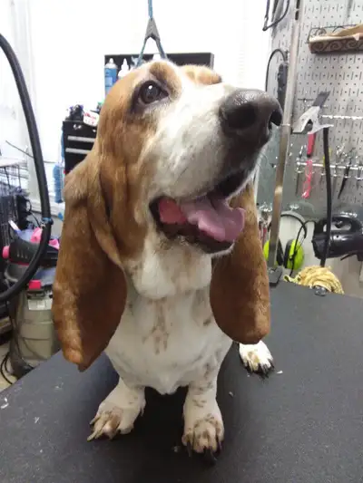 we are offering dog grooming......accepting appointments, View more
