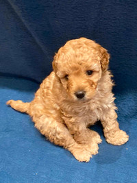 Red Toy Poodle