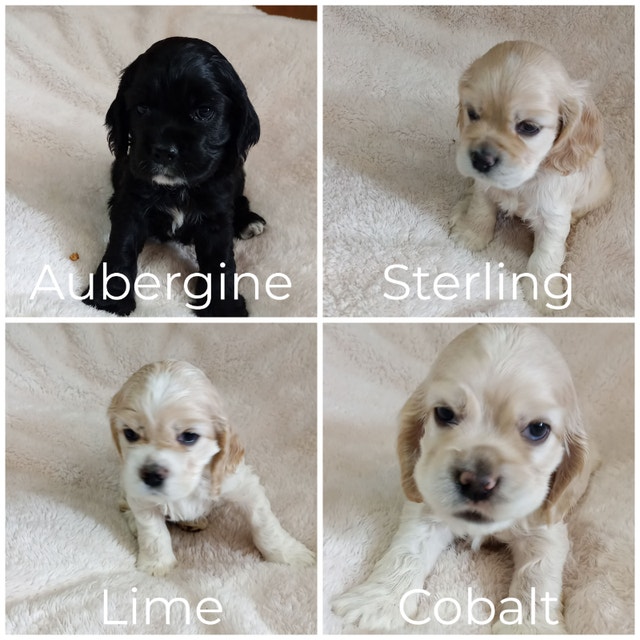 Adorable Cocker Spaniel Dogs & Puppies for Rehoming Red Deer Kijiji