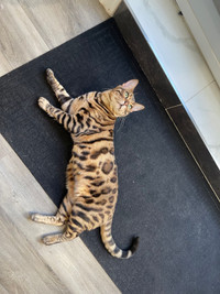 1 year old gorgeous male bengal cat