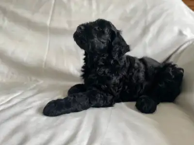 Very rare all black Portuguese water dog puppy. Hypoallergenic and non shedding. Highly intelligent,...