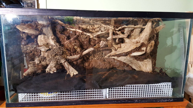 90 gal bioactive reptile tank in Reptiles & Amphibians for Rehoming in Norfolk County - Image 4
