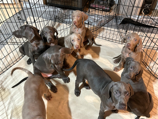 Weimaraner Puppies in Dogs & Puppies for Rehoming in St. Catharines - Image 2