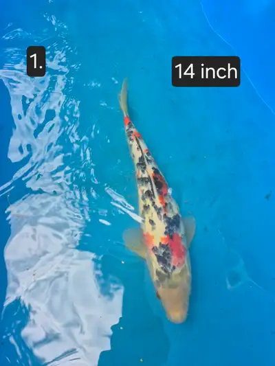 Koi for sale., View more