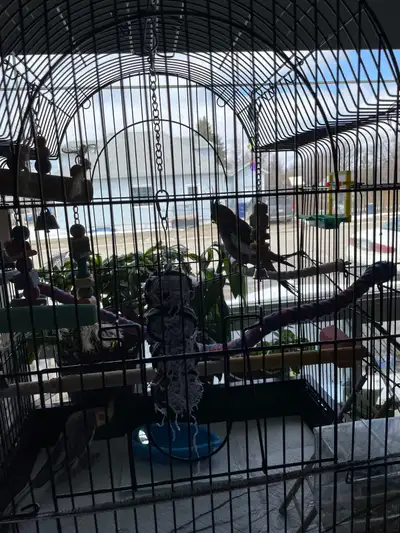 budgie cockatiels and love birds for trade, View more
