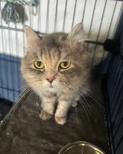 Turkish Angora & more  cats & Kittens, View more