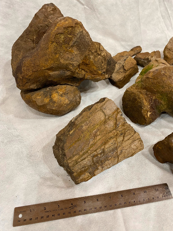 Dinosaur Fossil Bones in Arts & Collectibles in Regina - Image 4