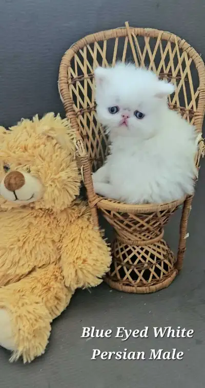 Stunning Registered Persian & Exotic Shorthair Kittens!, View more