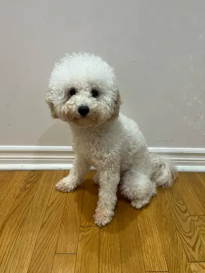 Miniature Poodle, View more