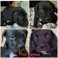 Cane Corso Mastiff Cross Puppies For Sale! ONE FEMALE LEFT!!
