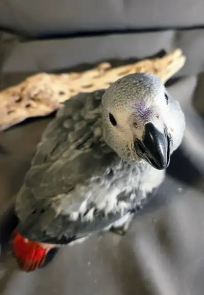 Baby Congo African Greys - Hand Raised, View more