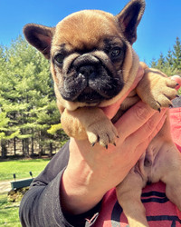 Absolutely adorable male French bulldog puppy -ckc reg