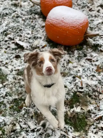 mini Australian shepherd puppies, View more