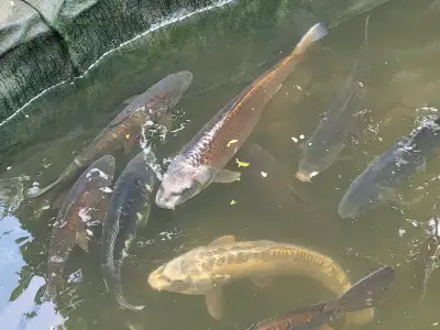 Koi Fish for sale, View more