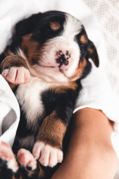CKC Registered Bernese Mountain Dog Puppies in Dogs & Puppies for Rehoming in Winnipeg - Image 2