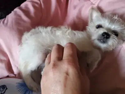 amazing one of a kind ..male Yorkie/Chihuahua, View more