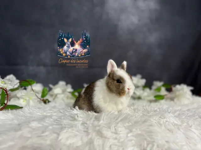 Neutered blue eyed Netherland Dwarf  in Small Animals for Rehoming in Oshawa / Durham Region - Image 6