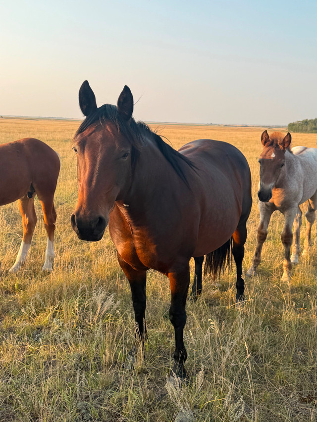 Brood mare in Livestock in Red Deer