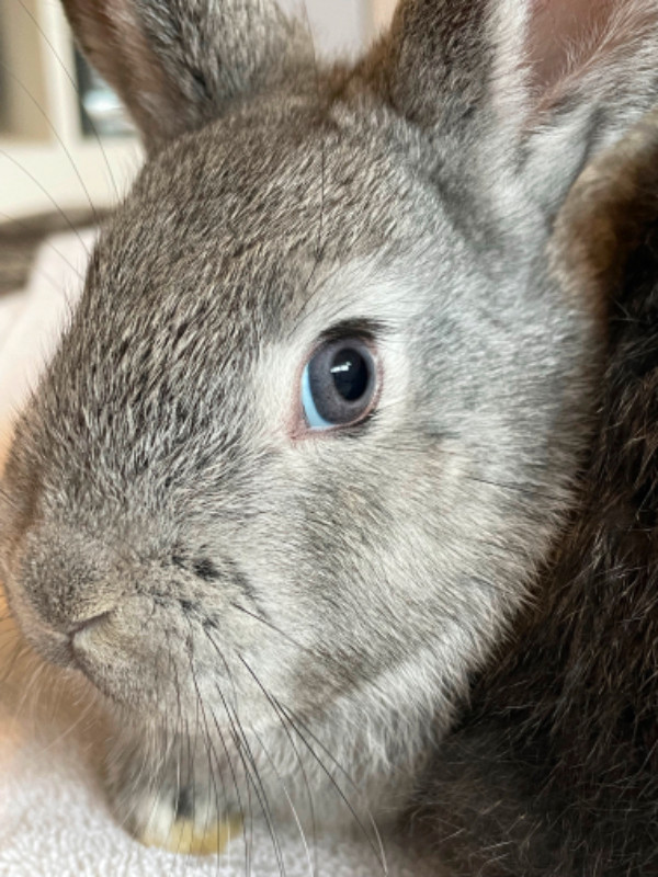 Rabbits and baby bunnies in Small Animals for Rehoming in Parksville / Qualicum Beach - Image 3
