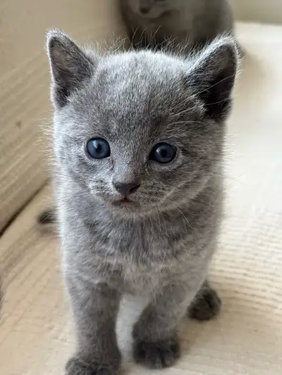 TICA Registered Russian Blue Kittens, View more