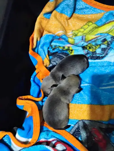 2 beautiful baby boys will be good to go on May 28, 2025. Mommy is a Chihuaha-Pom and daddy is a Chi...