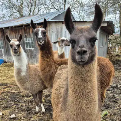 looking for llamas, View more