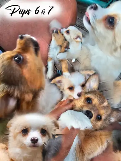 Adorable Long-Coat Chihuahua - (Last Pup has been Reserved), View more