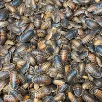 Roaches A-Z, Canada-Wide