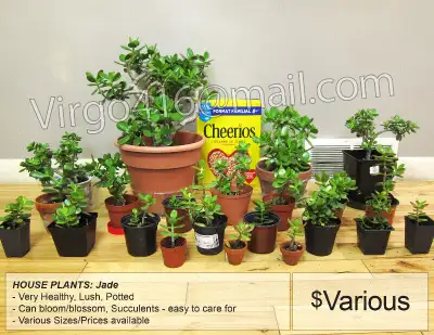 ~ Various House Plants: JADE ~, View more