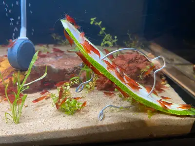Blood Mary Shrimp for sale, View more