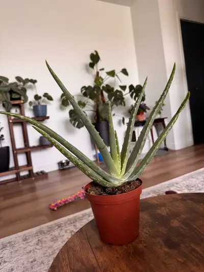 Aloe Vera Plant, View more