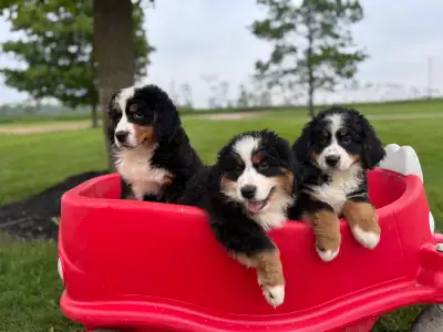 3 beautiful Bernese mountain puppies available ready for their new home! Puppies have been well soci...