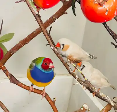 Gouldian and White Zebra Finches , View more