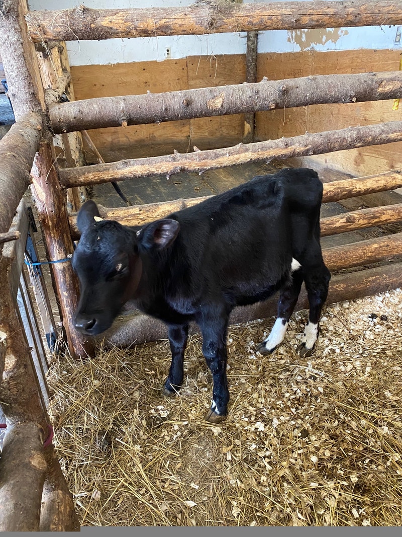 Black Angus Holstein cross bull calf’s Livestock Moncton Kijiji