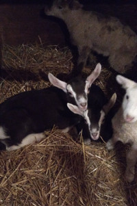 Bottle Baby Goats